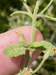 Chaenostoma pauciflorum