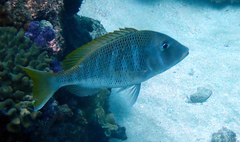 Lethrinus crocineus