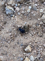 Philolithus aegrotus