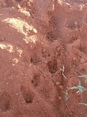 Pedetes capensis