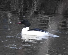Mergus merganser