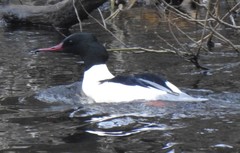 Mergus merganser