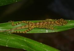 Anolis dracula