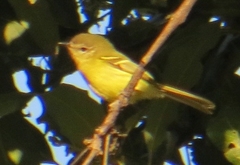 Phylloscartes ventralis