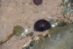 Actinia ebhayiensis