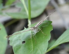 Catuna crithea