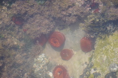 Actinia ebhayiensis