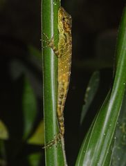 Anolis dracula