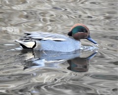 Anas crecca