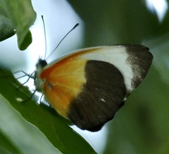 Mylothris chloris