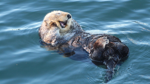 Southern Sea Otter photographed in California