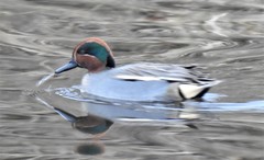 Anas crecca