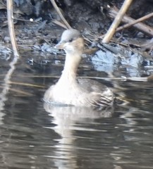Tachybaptus ruficollis