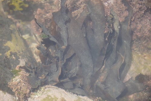 Image of Flatlobe Codium (Codium platylobium) by (c) Matthew Fainman, some rights reserved (CC BY)