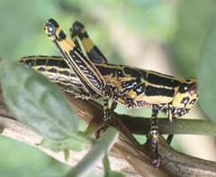 Zonocerus variegatus