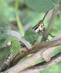 Zonocerus variegatus