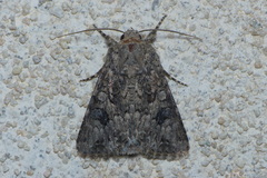Anarta pugnax
