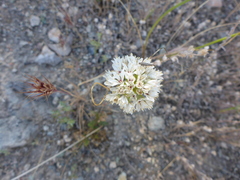 Allium lacunosum