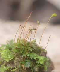Fissidens incurvus