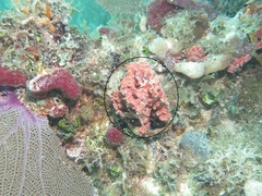 Monanchora arbuscula