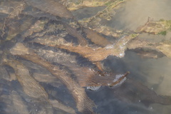 Ecklonia