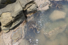 Ecklonia