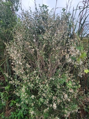 Baccharis glomeruliflora