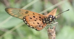 Acraea neobule