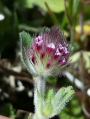 Trifolium albopurpureum