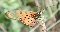 Acraea neobule