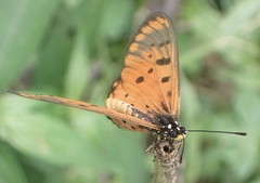Acraea neobule