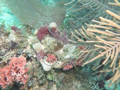 Monanchora arbuscula