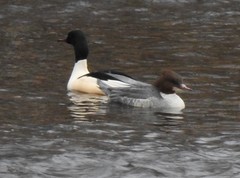 Mergus merganser