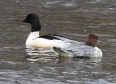 Mergus merganser