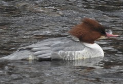 Mergus merganser