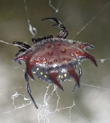 Gasteracantha curvispina