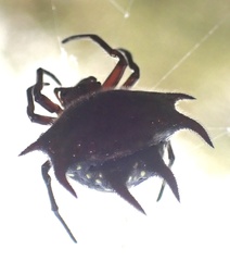 Gasteracantha curvispina