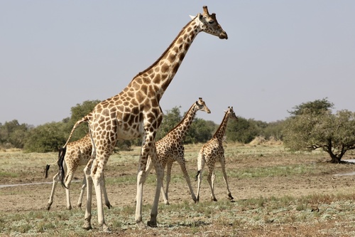 Northern Giraffe, Salamat, TD, photo 10 of 10