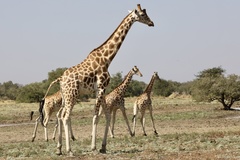 Giraffa camelopardalis antiquorum