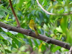 Piranga erythrocephala
