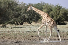 Giraffa camelopardalis antiquorum