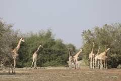 Giraffa camelopardalis antiquorum