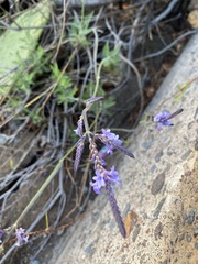 Lavandula canariensis subsp. canariensis image