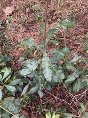 Morella caroliniensis