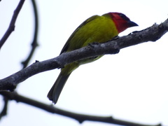 Piranga erythrocephala