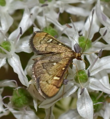 Dolicharthria stigmosalis