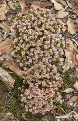 Andersonia
