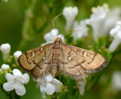 Dolicharthria stigmosalis