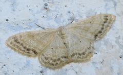 Idaea deversaria