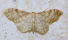 Idaea fuscovenosa
